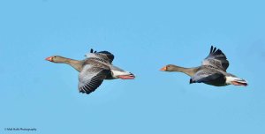 Greylag Geese 2735.jpg