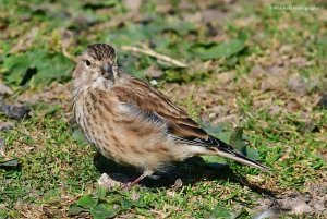 Linnet 2584.jpg