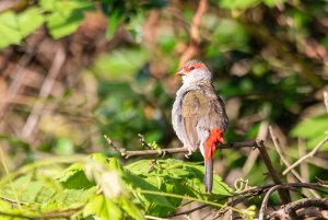 Red-browed Finch