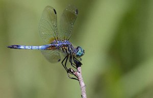 Blue dasher, Male