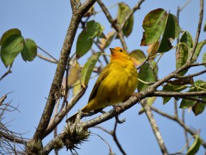 Saffron Finch