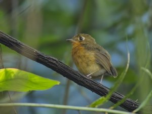 Rusty-breasted Antpitta