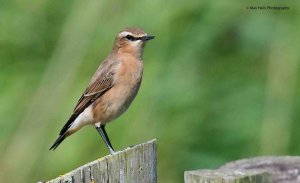 Wheatear 0788.jpg