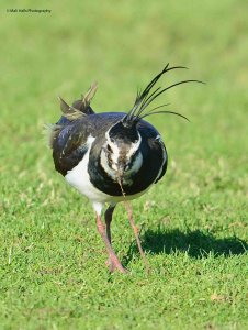 Lapwing 2786.jpg