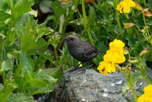 Magellanic Tapaculo