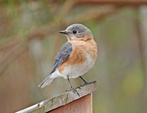 Female Eastern Bluebird.jpg