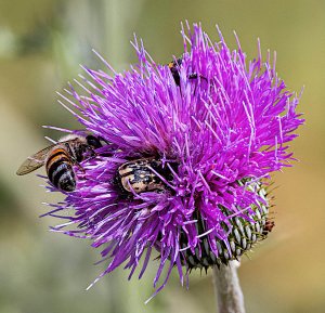 Texas Thistle