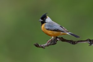 Coal-crested Finch