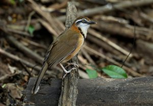 Lesser Necklaced Laughingthrush