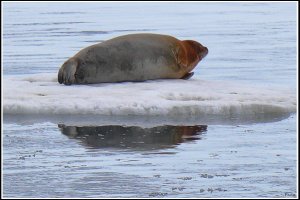 Bearded Seal