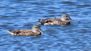 Gadwall 1212.jpg