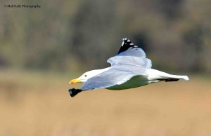 Herring Gull 2391.jpg