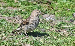 Linnet 1186.jpg