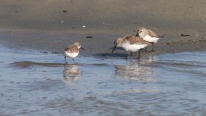 two dunlins and a little stint