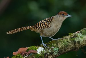 Giant Antshrike