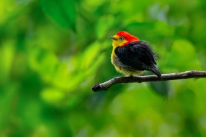 Wire-tailed Manakin