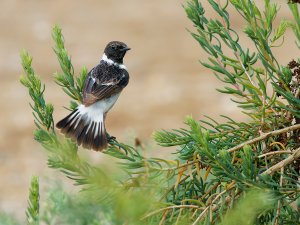 Stonechat