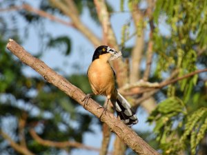 Black-capped Donacobius