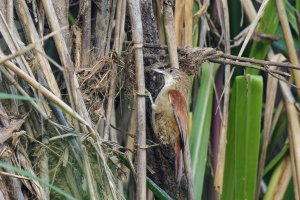 Parker's Spinetail