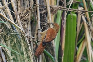 Parker's Spinetail