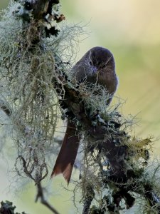 Streak-capped Spinetail