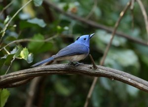 Black-naped Monarch