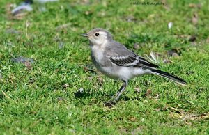 Pied Wagtail 0999.jpg