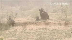Raptor-223 : Desert Storm and Vultures : Amazing Wildlife of India by Renu Tewari and Alok Tewari