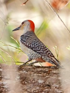 Female, Red-bellied Woodpecker