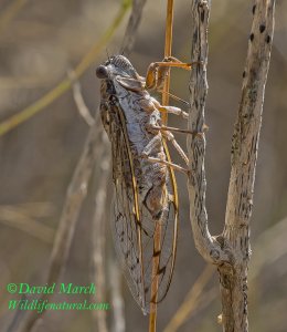 Cicada