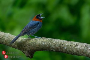 Chestnut-headed Tanager