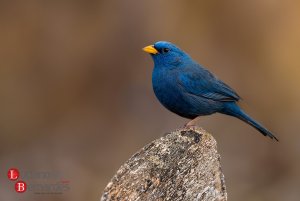 Blue Finch