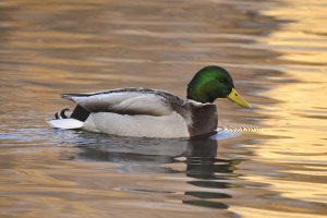 A mallard portrait