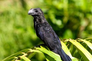 Smooth - billed Ani