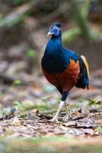 Bornean Crested Fireback