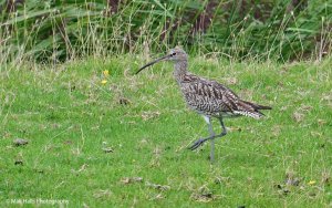 Curlew 1759.jpg