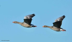 Greylag Geese 2736.jpg