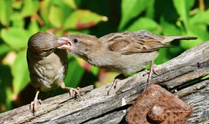 House Sparrows 1418.jpg