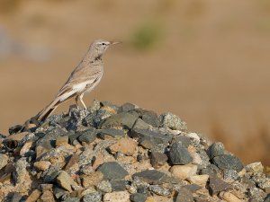 Greater hoopoe-lark