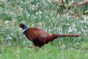 Pheasant