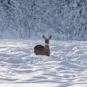 Roe deer in winter