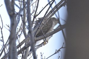 Then all the passerines suddenly disappeared ...