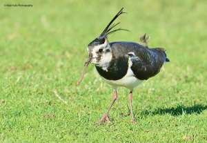 Lapwing 2797.jpg