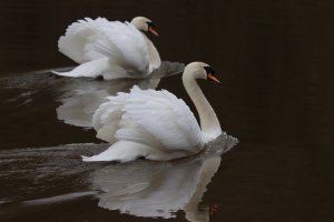 A pair of Mute Swans