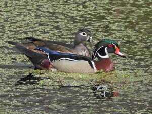 Male and Female Wood Ducks.jpg