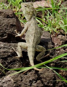 Short-tailed Agama