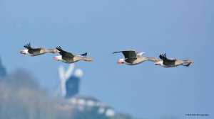 Greylag Geese 3591.jpg