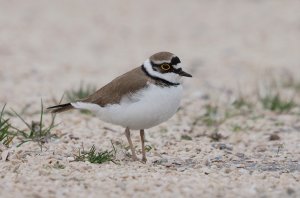 Little Ringed Plover