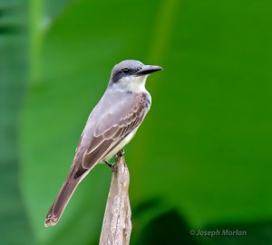 Gray Kingbird