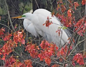 White Egret in breeding plumage